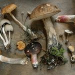 A selection of fresh edible mushrooms for a guide to the best mushrooms to grow at home