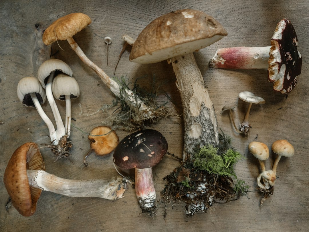 A selection of fresh edible mushrooms for a guide to the best mushrooms to grow at home