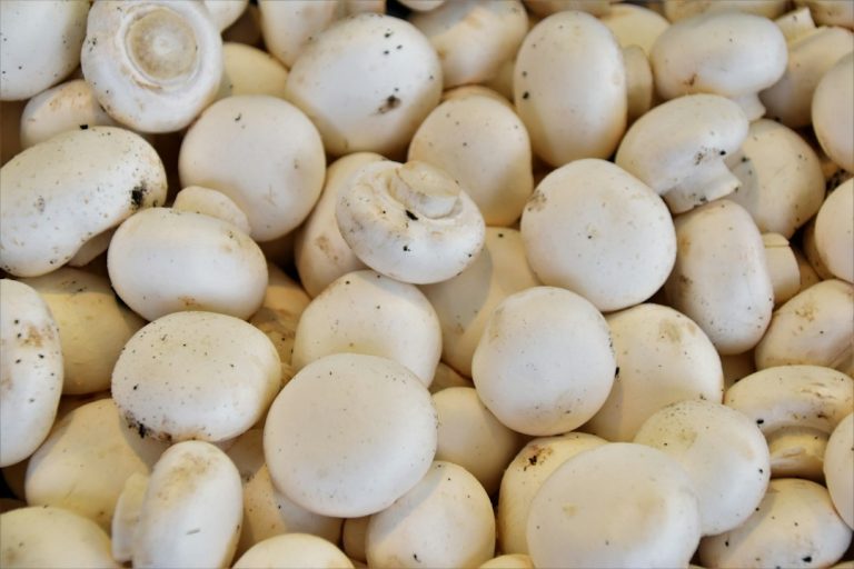 Fresh white mushrooms
