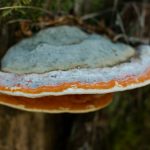 A dark fungus growing on a tree stump