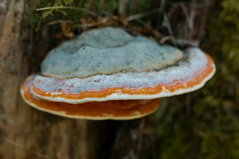 A dark fungus growing on a tree stump