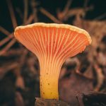 A chanterelle mushroom on the forest floor