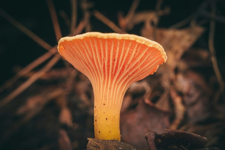 A chanterelle mushroom on the forest floor