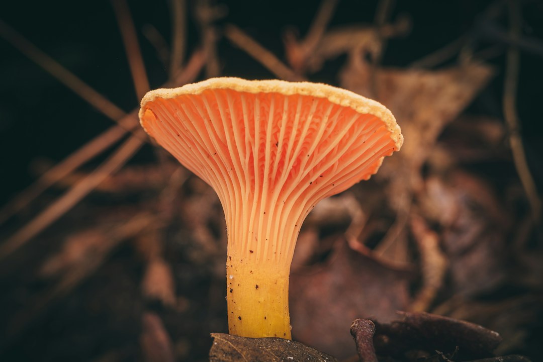A chanterelle mushroom on the forest floor