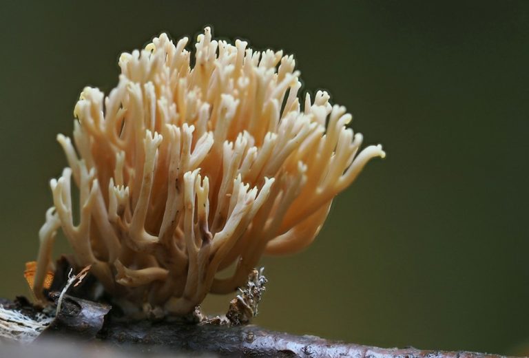 A coral-shaped fungus growing on a branch, illustrating fungal diversity