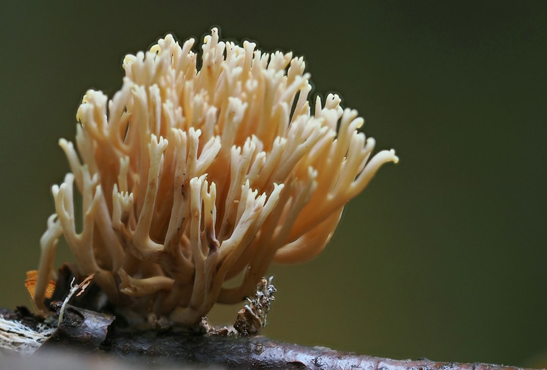 A coral-shaped fungus growing on a branch, illustrating fungal diversity
