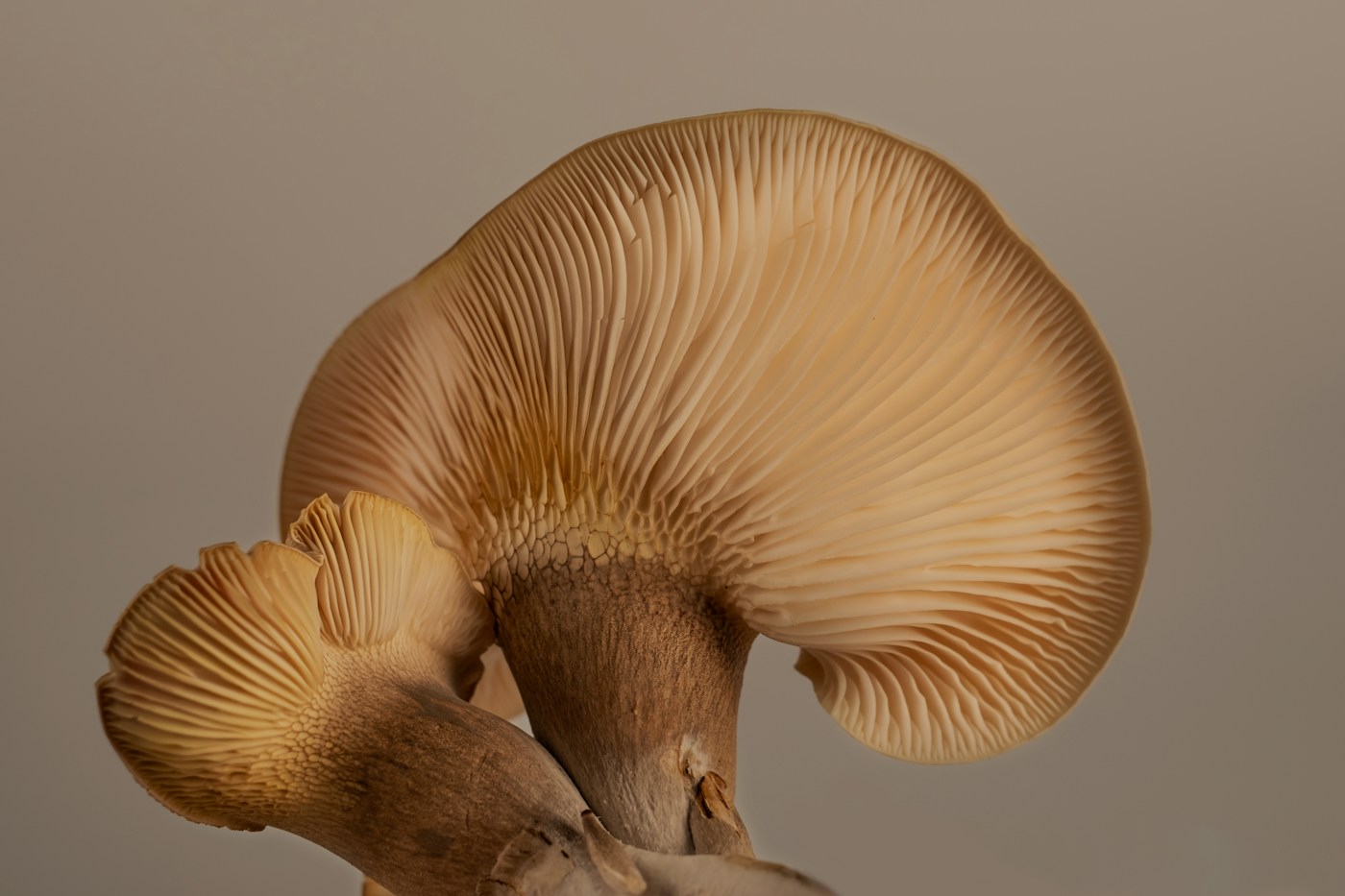 Fresh cultivated gourmet mushrooms with thick stems