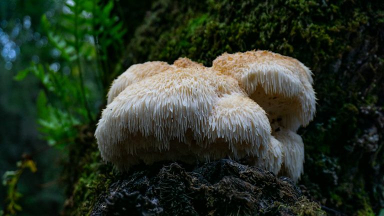 A white lion's mane fungus