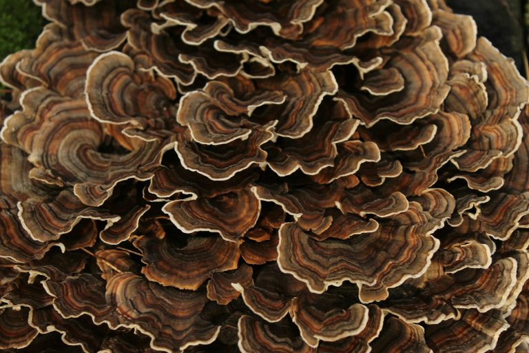 A large layered mushroom cluster resembling maitake
