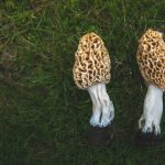 Two morel mushrooms growing in grass