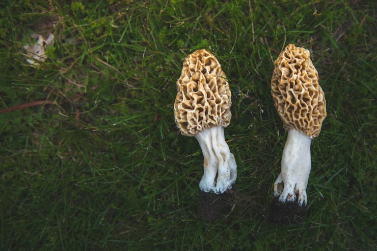 Two morel mushrooms growing in grass