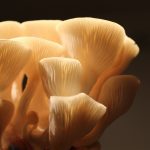 Golden oyster mushrooms growing in a cluster