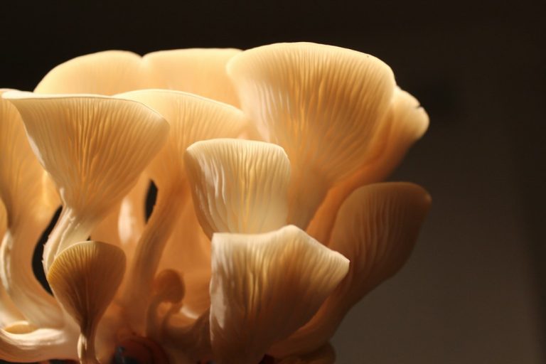 Golden oyster mushrooms growing in a cluster