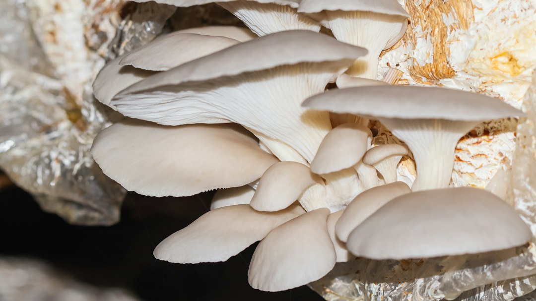 A cluster of oyster mushrooms, a beginner-friendly variety to grow at home