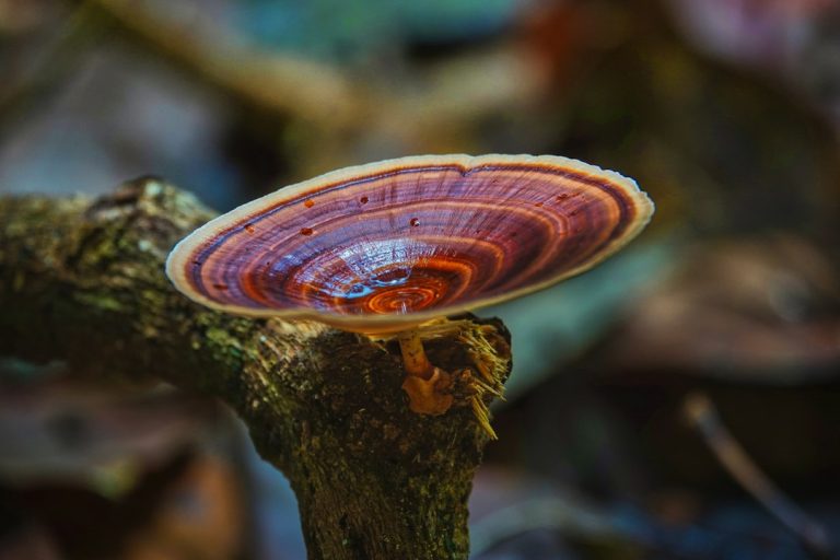 A colorful shelf fungus growing on a tree branch, illustrating wood-growing polypore fungi