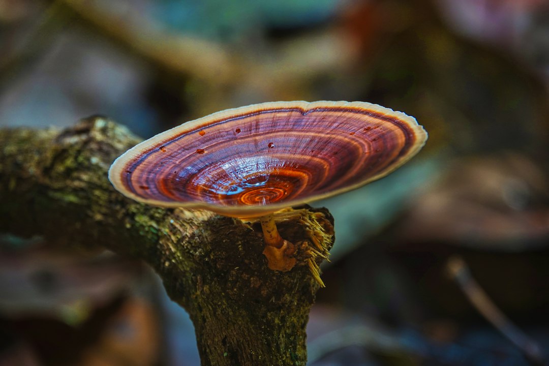 A colorful shelf fungus growing on a tree branch, illustrating wood-growing polypore fungi