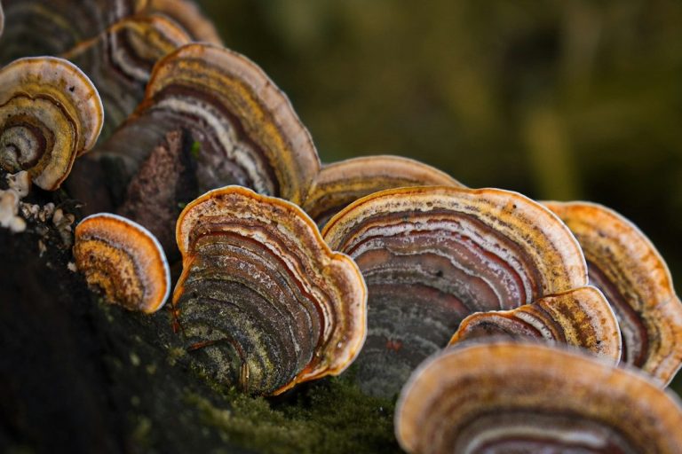 Colorful turkey tail mushrooms growing on damp wood