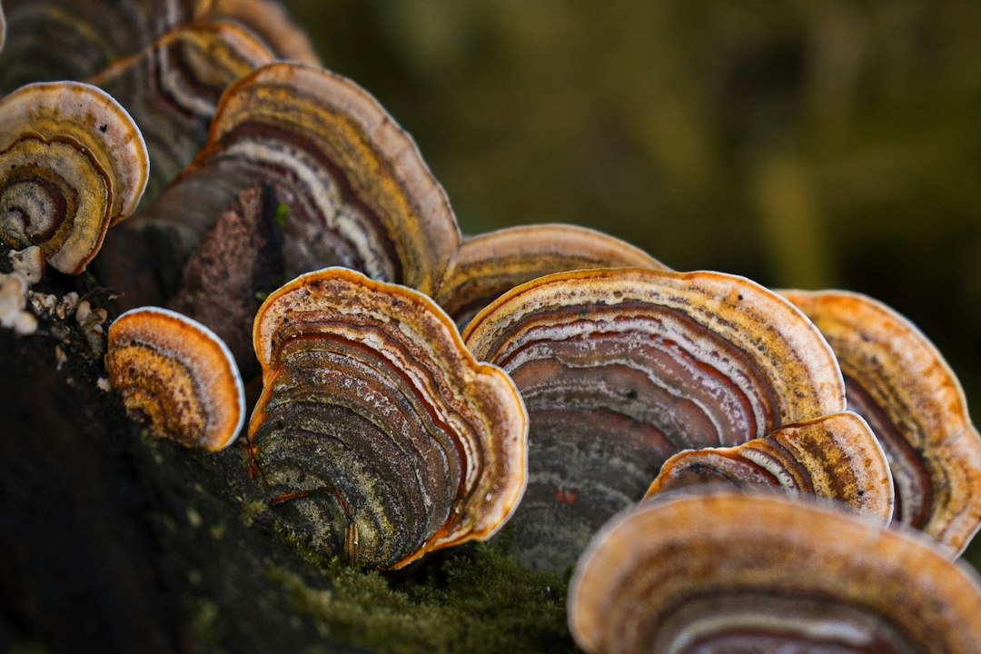 Colorful turkey tail mushrooms growing on damp wood