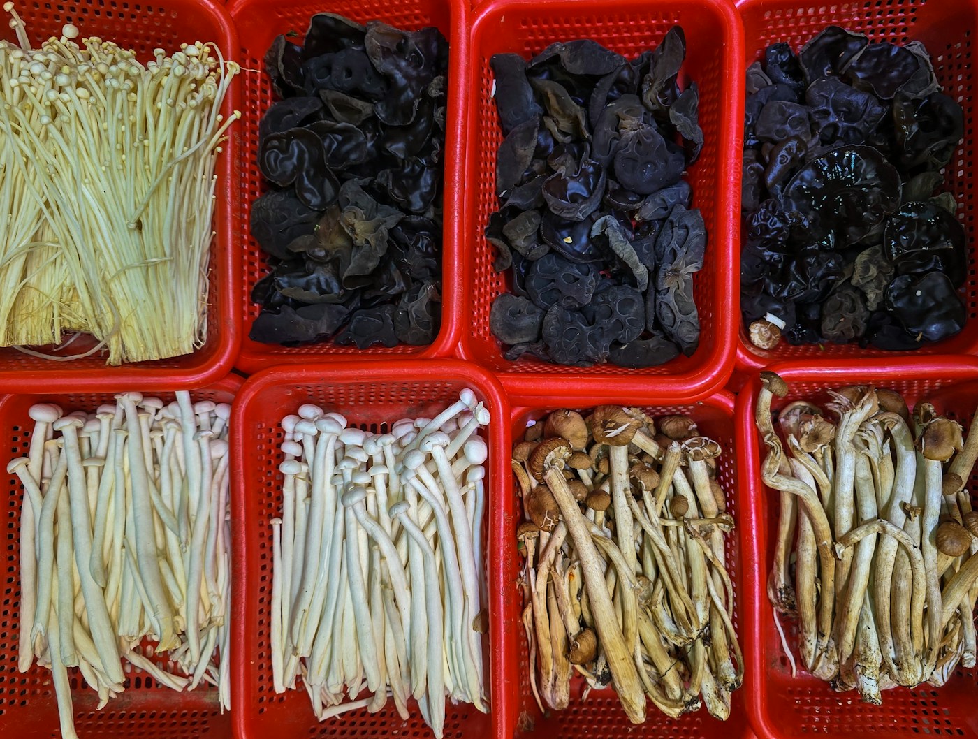 A display of specialty mushrooms