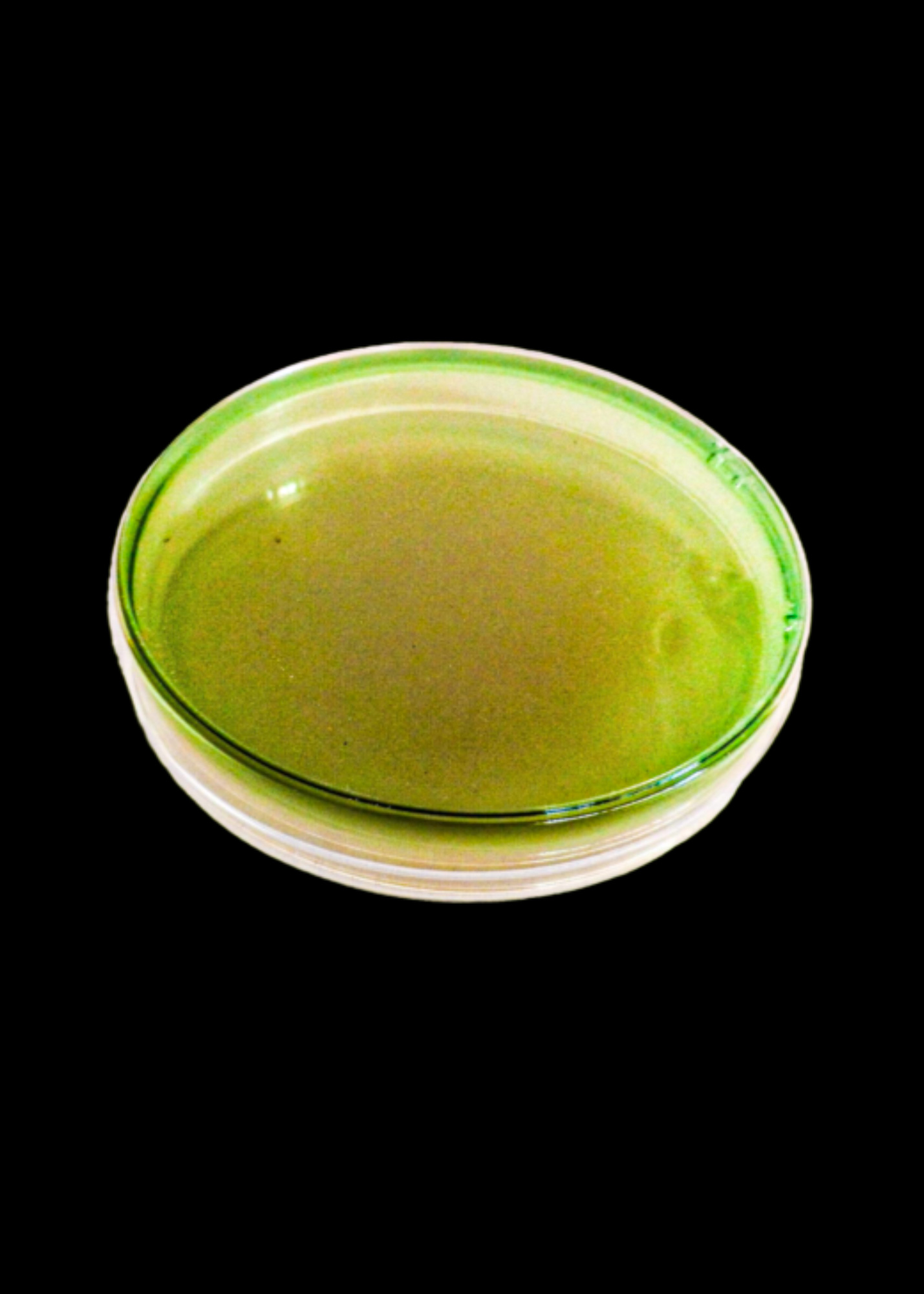 A culture plate containing agar medium