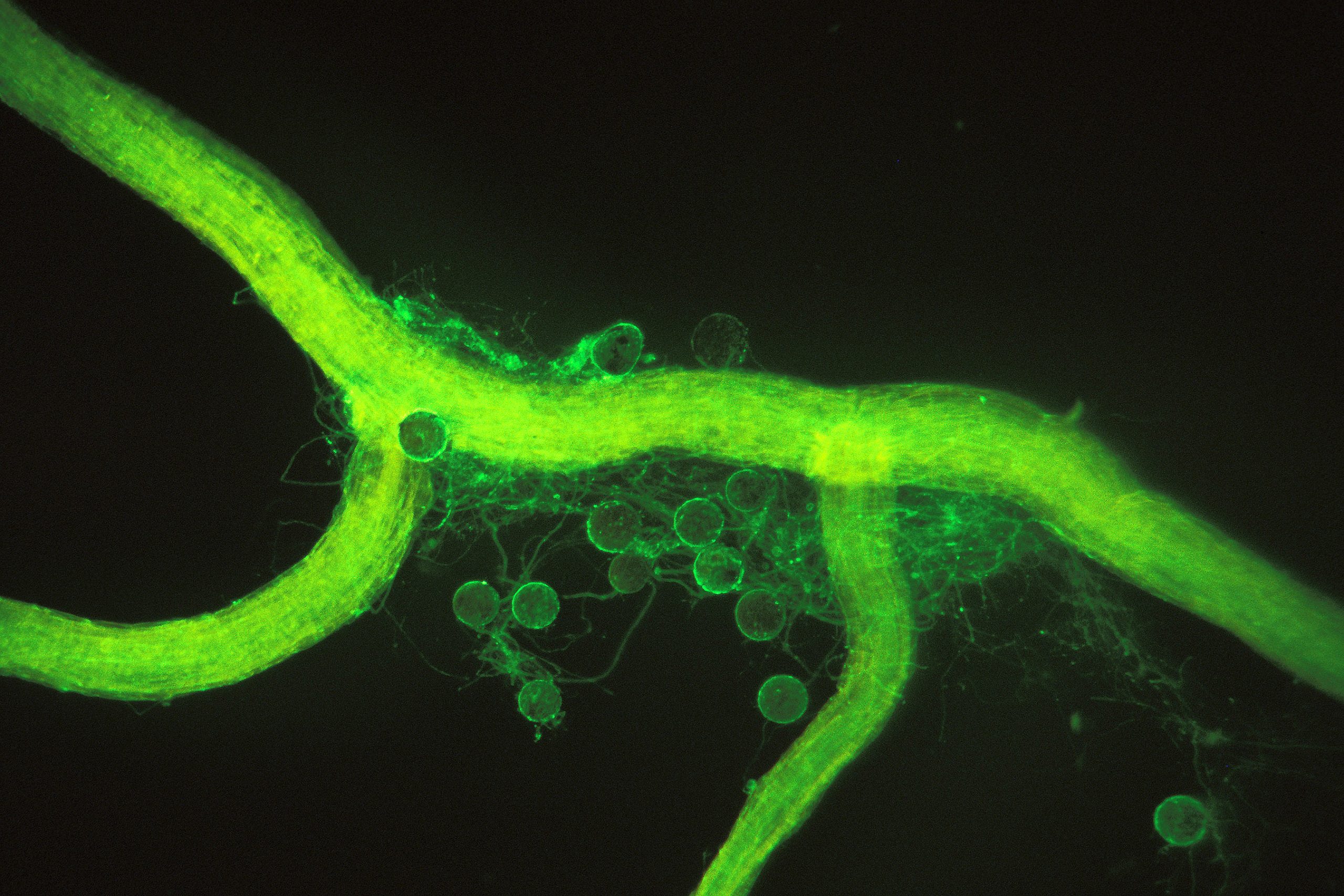 Microscope image of an arbuscular mycorrhizal fungus on a corn root, showing round spores and thread-like hyphae stained green