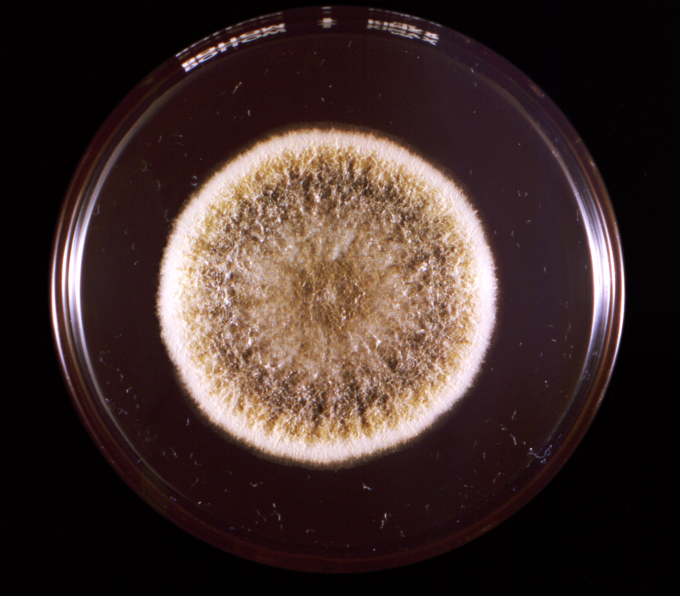 Fungal colony growing in a petri dish