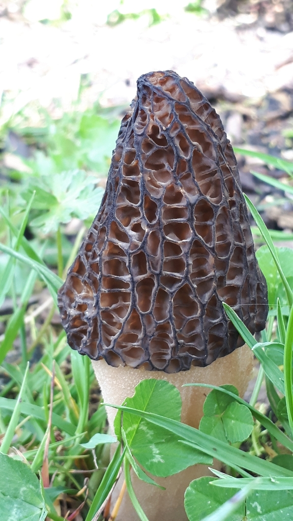 Close-up of a dark brown black morel with a honeycomb-pitted conical cap and a pale stem