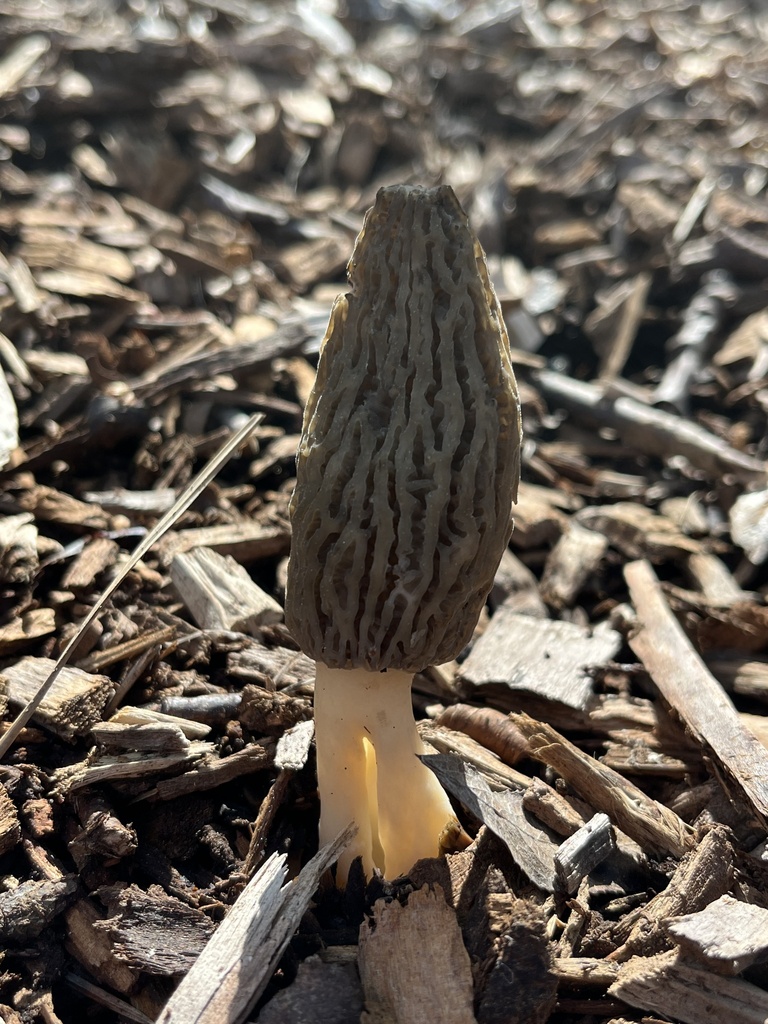 Dark black morel (Morchella importuna) with a ridged, pitted cap and pale stem growing from wood chip mulch
