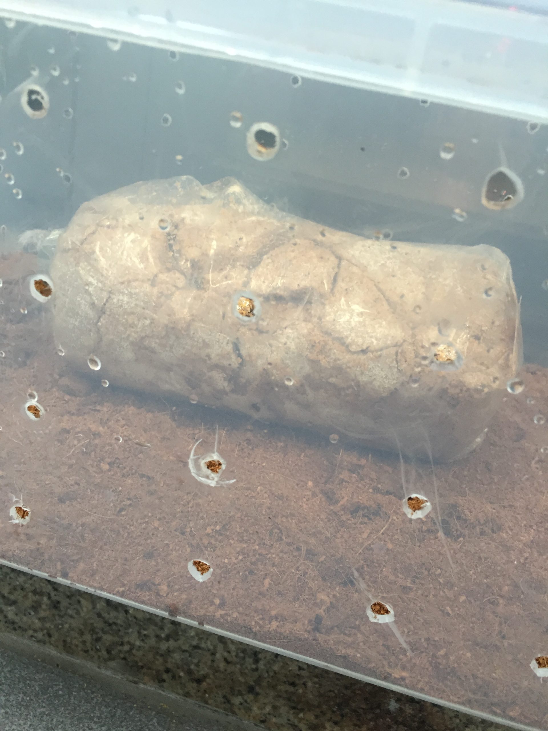 A simple fruiting chamber for oyster mushroom cultivation