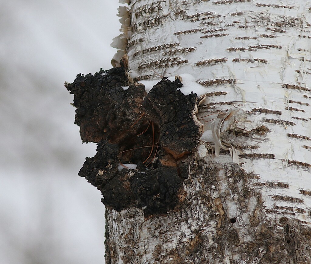 A black, cracked chaga growth on the white bark of a birch tree