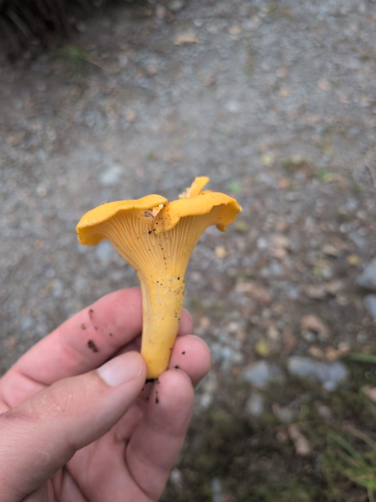 A hand holding a single golden chanterelle mushroom over a gravel path