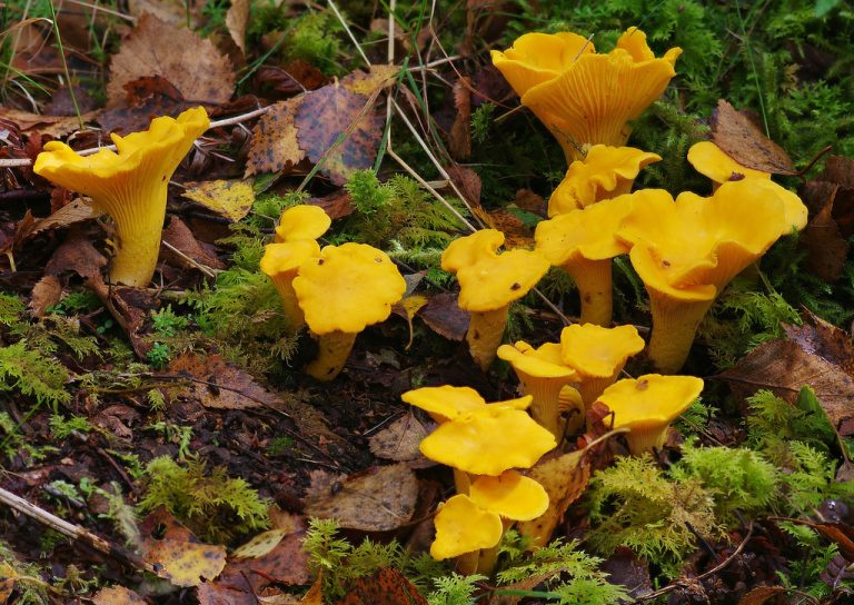 A group of golden-yellow chanterelle mushrooms growing among moss and fallen leaves