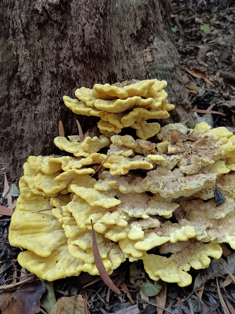Large cluster of overlapping yellow chicken of the woods shelves at the base of a tree
