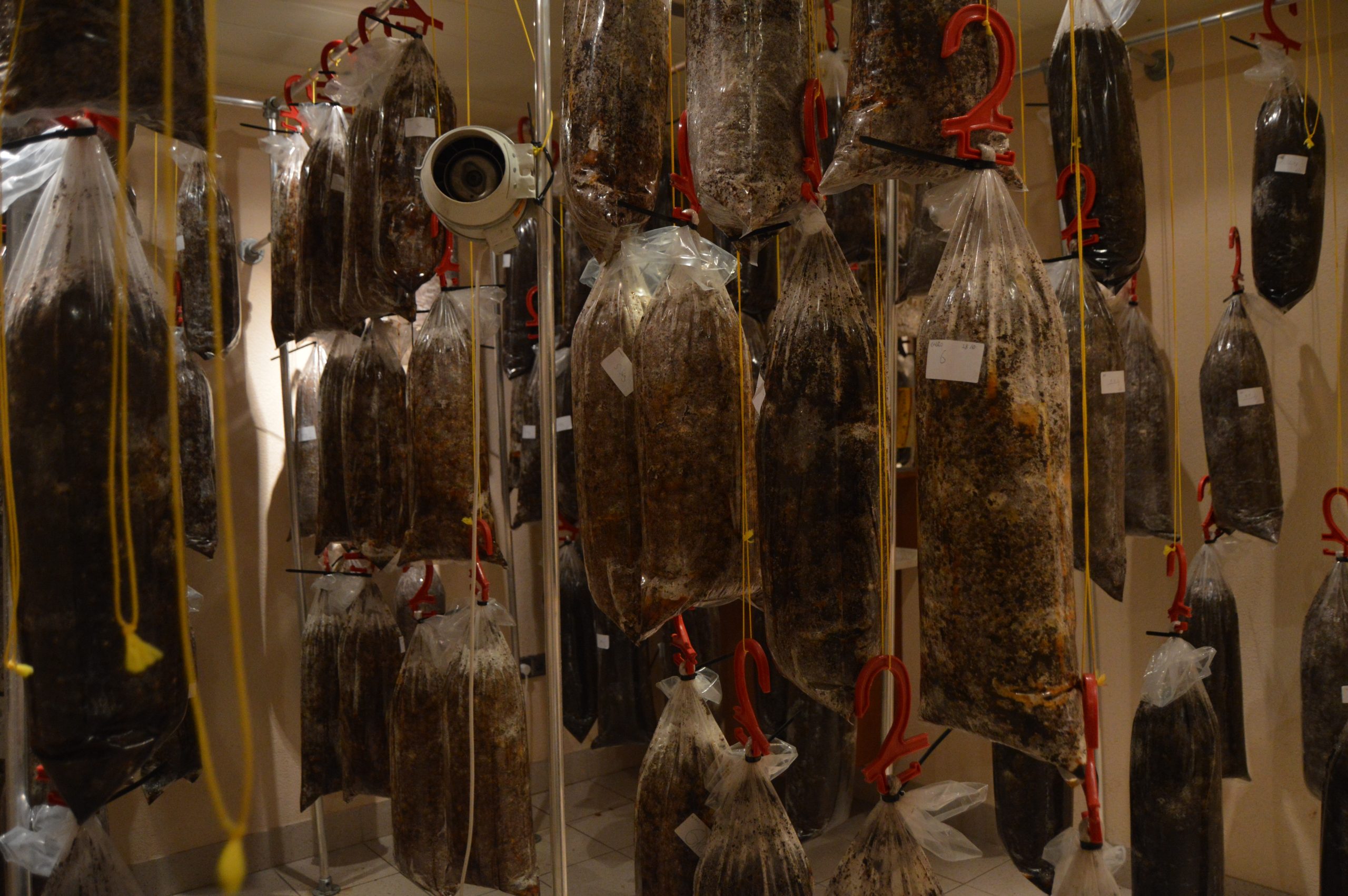 Substrate bags at the first stage of oyster mushroom cultivation using coffee grounds