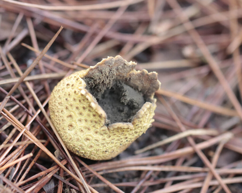 Split common earthball with a warty yellow-brown skin and a dark spore mass inside