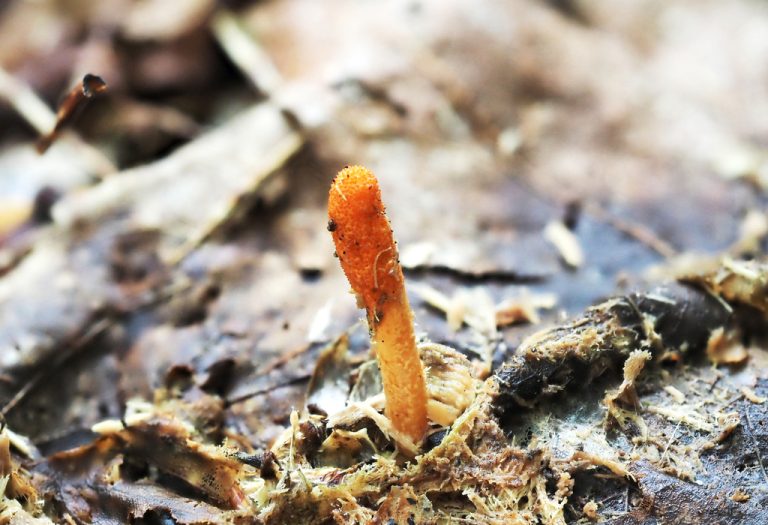 A single bright orange club-shaped Cordyceps militaris fruiting body rising from the forest floor