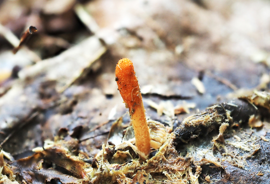 A single bright orange club-shaped Cordyceps militaris fruiting body rising from the forest floor