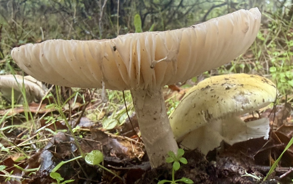 A pale greenish-white death cap mushroom with white gills and stem, next to a younger yellow-green cap among leaf litter