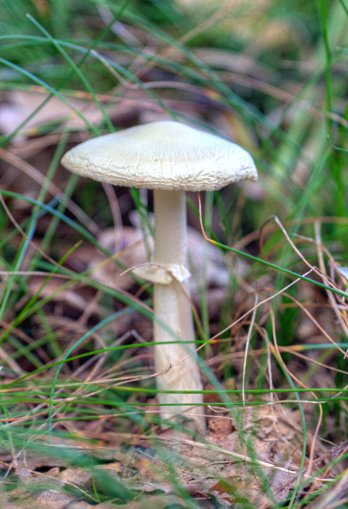 Death cap mushroom with an olive-green cap growing among leaf litter in a Danish woodland
