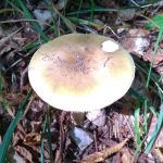 Death cap mushroom growing on the ground in northern France
