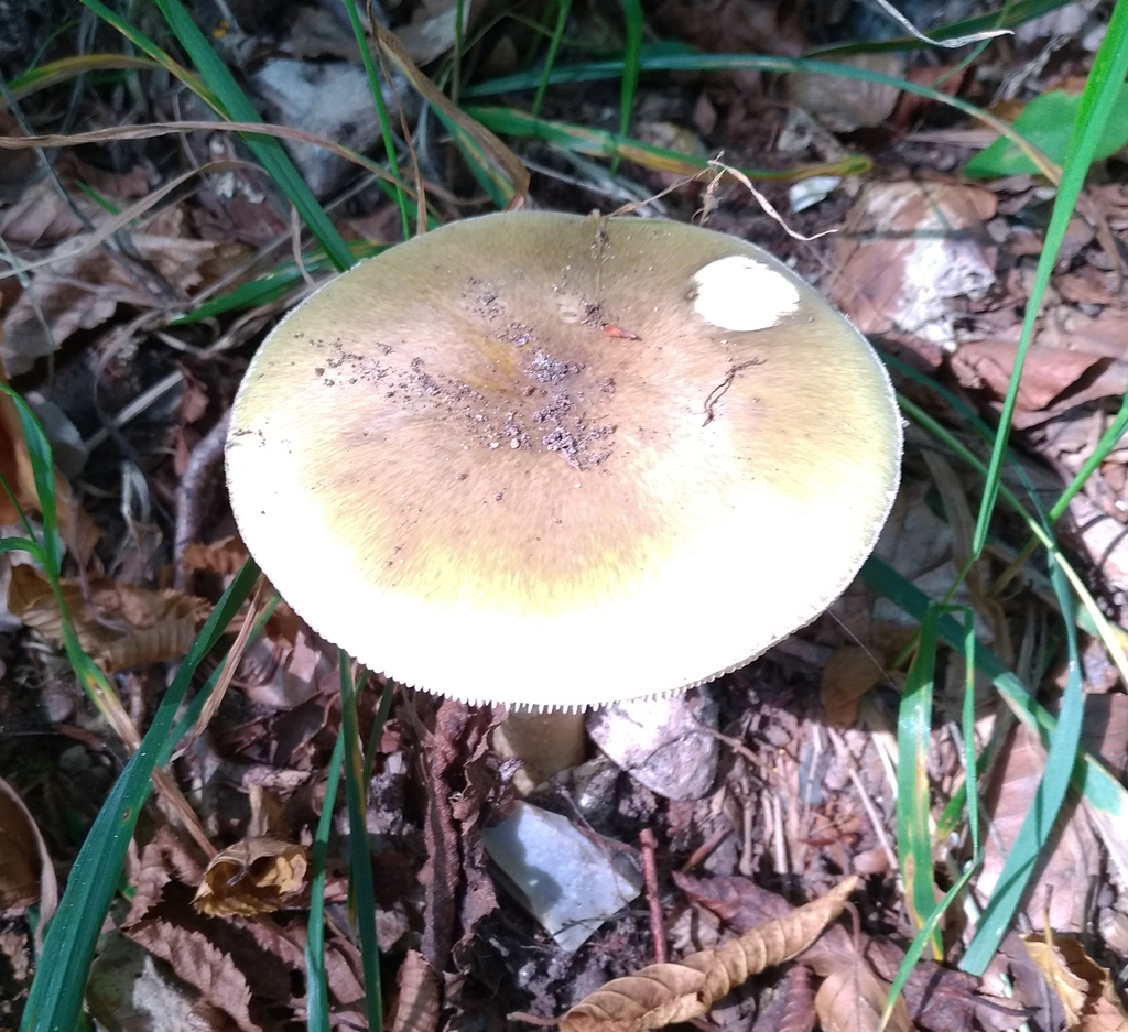 Death cap mushroom growing on the ground in northern France