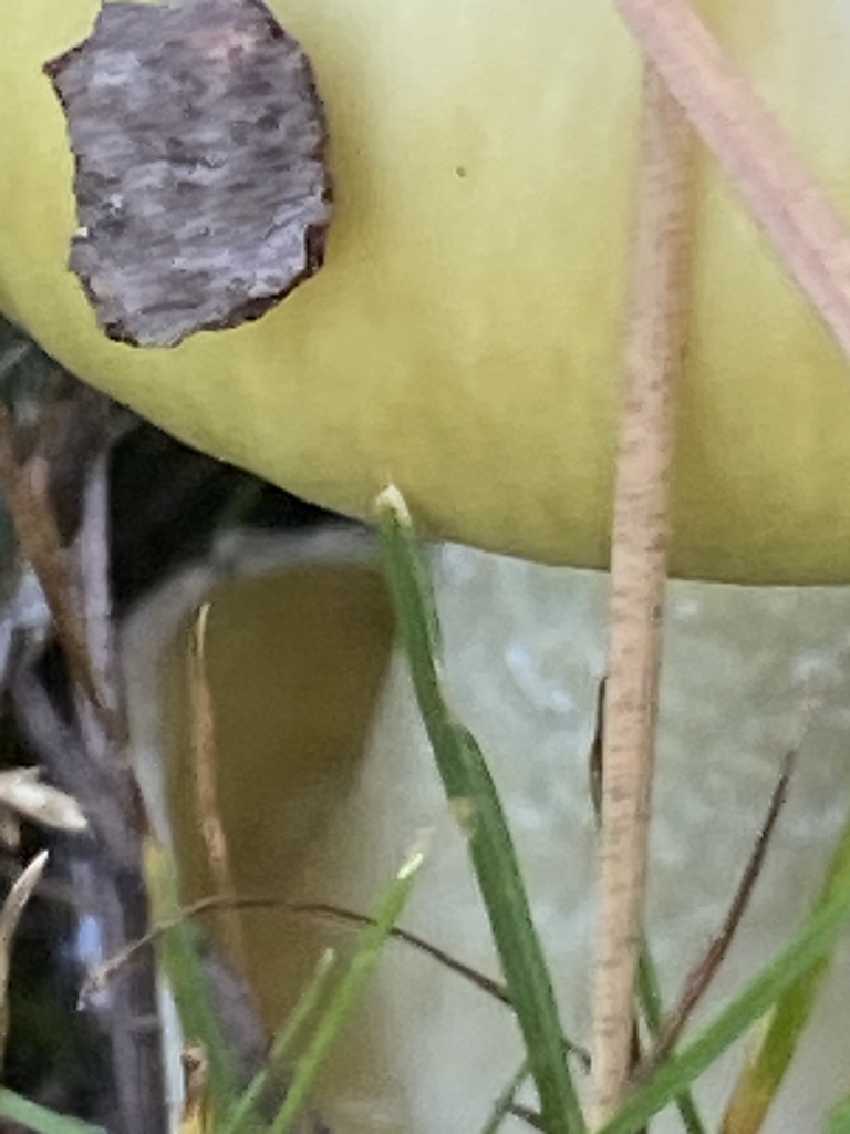 Death cap mushroom recorded in California's San Francisco Bay Area in August 2020