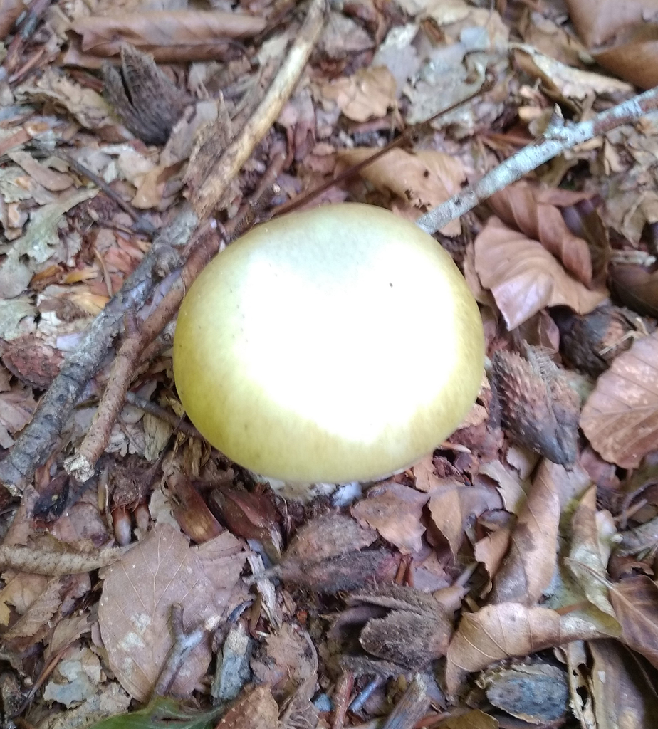 Death cap mushroom recorded in northern France in September 2020