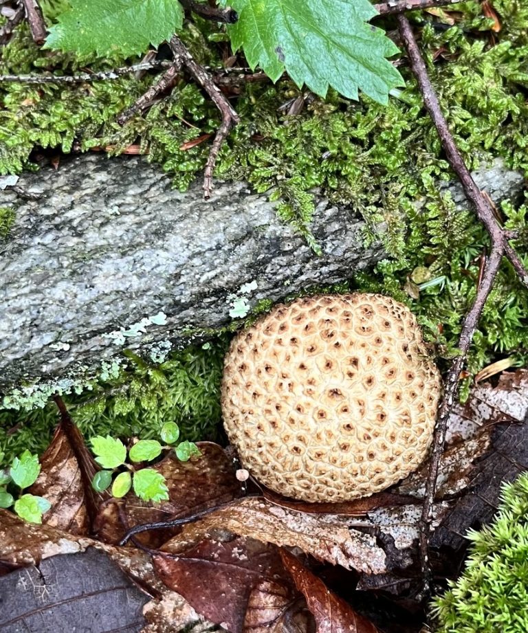 A round, scaly, yellow-brown earthball fungus on mossy ground beside a fallen log