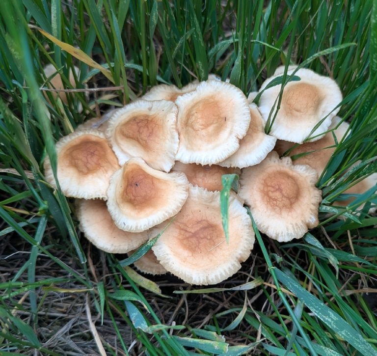 Cluster of pale tan fairy ring mushrooms (Marasmius oreades) growing in grass