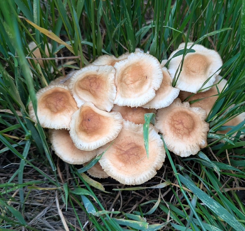 Cluster of pale tan fairy ring mushrooms (Marasmius oreades) growing in grass