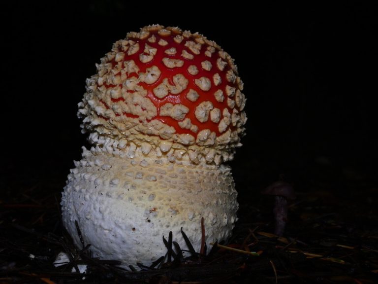 A young red fly agaric cap covered in white warts, emerging from a round white base