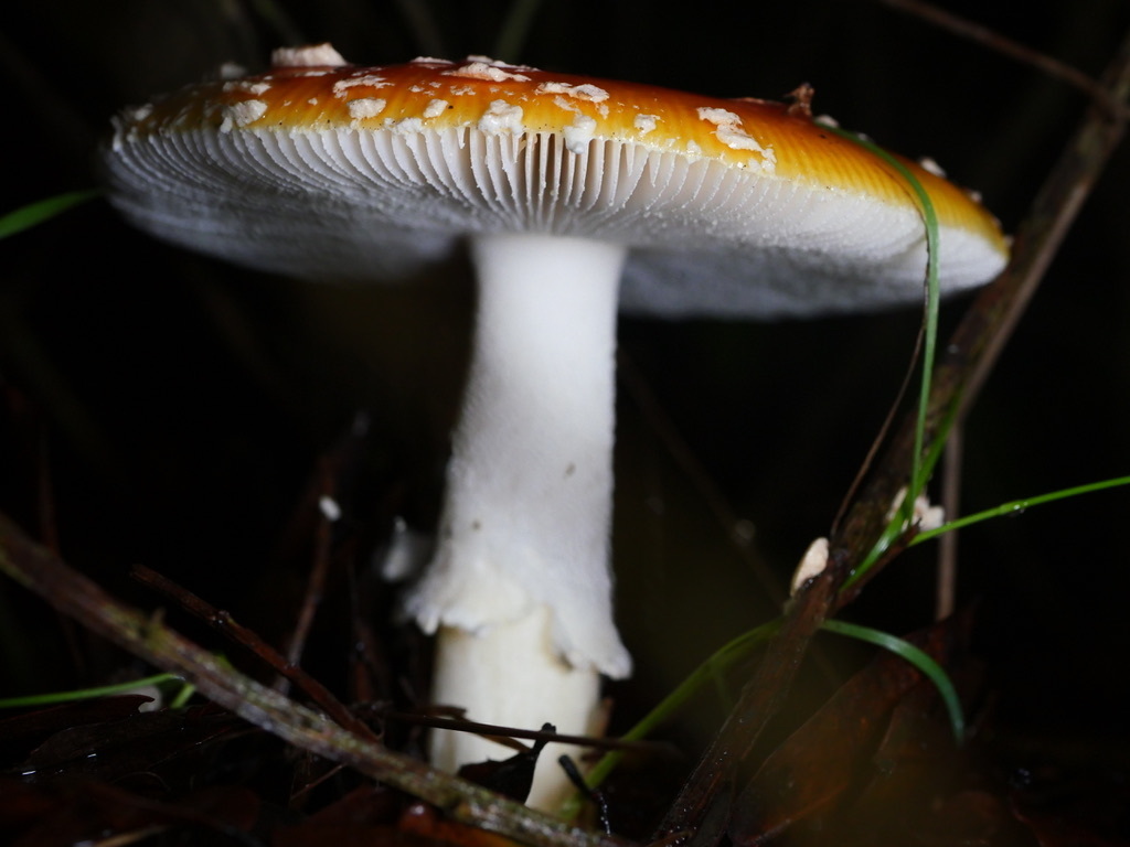 A mature fly agaric with an orange-yellow cap, white gills, a white ring on the stem and a bulbous base