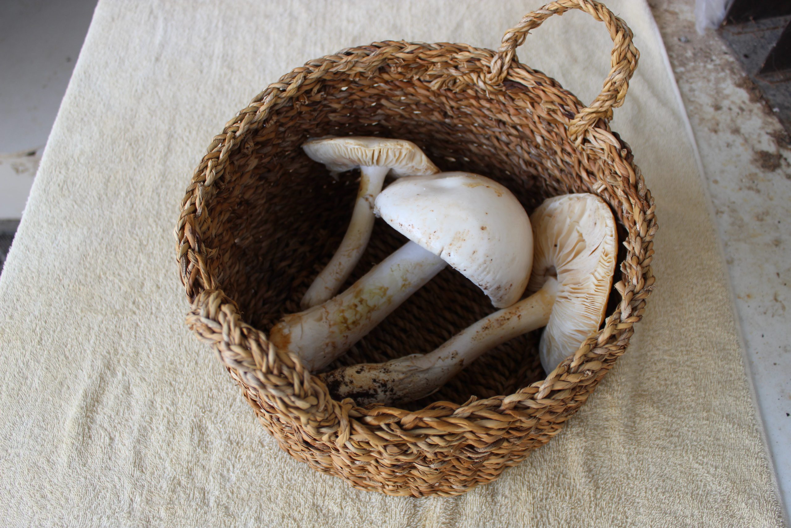 Fresh edible mushrooms collected in a basket after harvesting