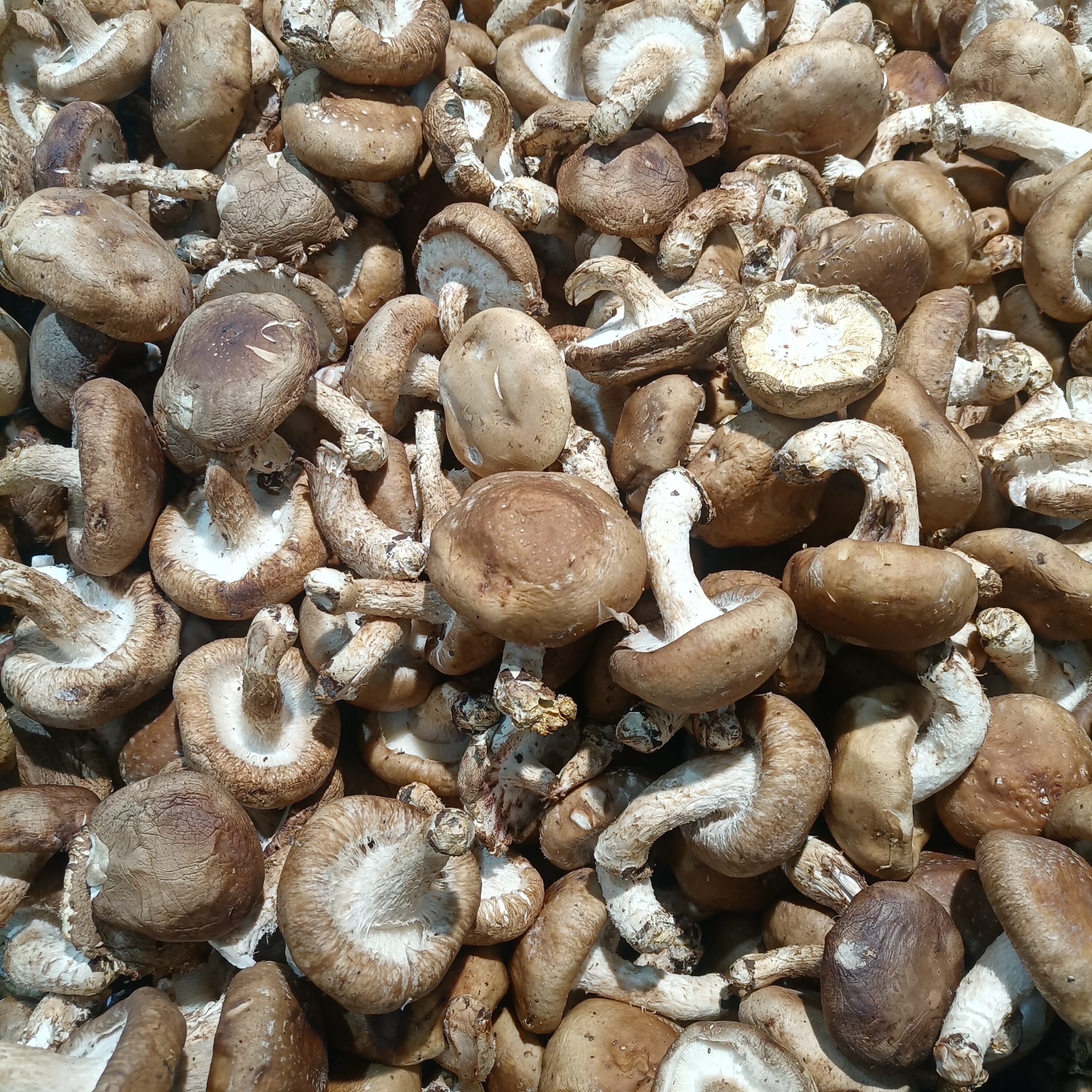 Freshly harvested shiitake mushrooms